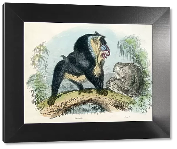 Mandrill primate engraving 1893