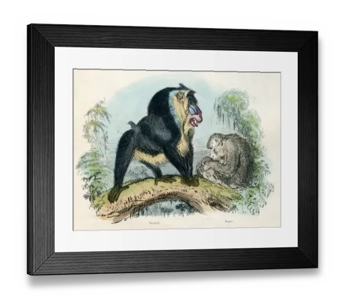 Framed Print : Mandrill primate engraving 1893 Framed Print : Mandrill primate engraving 1893