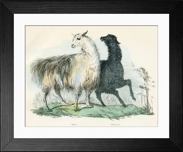 Framed Print : Alpaca and black Lama engraving 1893 Framed Print : Alpaca and black Lama engraving 1893