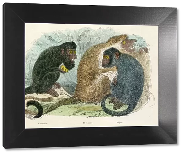Proboscis and capuchin monkeys engraving 1893