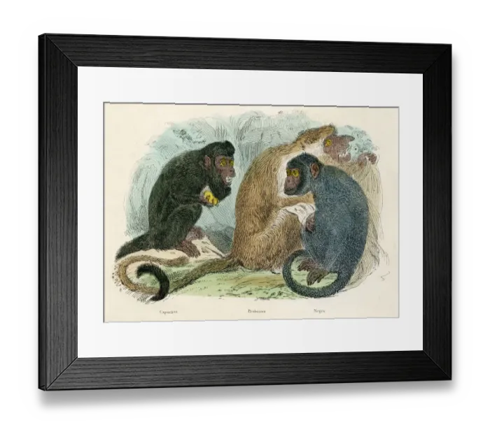 Framed Print : Proboscis and capuchin monkeys engraving 1893 Framed Print : Proboscis and capuchin monkeys engraving 1893