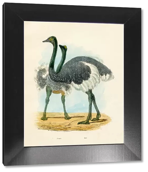 Ostrich bird engraving 1893