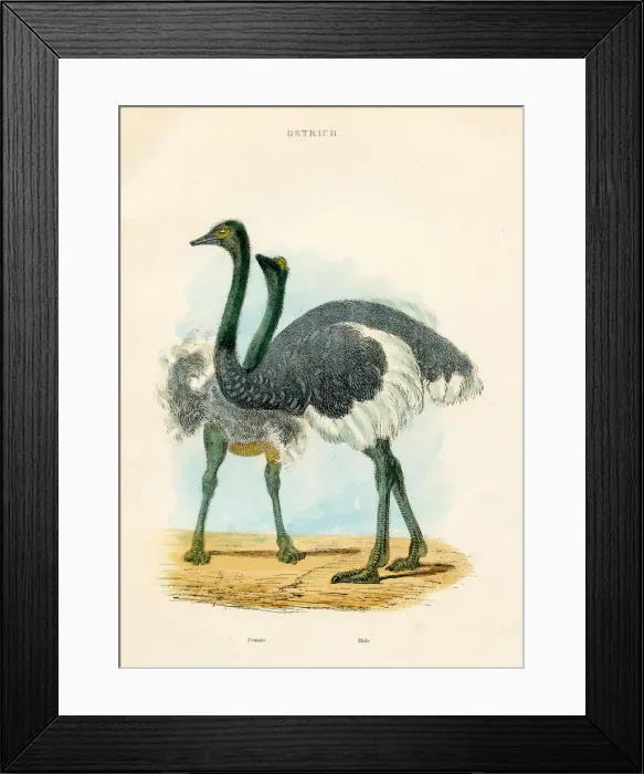 Framed Print : Ostrich bird engraving 1893 Framed Print : Ostrich bird engraving 1893