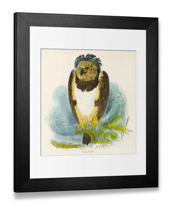 Framed Print : Harpy eagle bird engraving 1893 Framed Print : Harpy eagle bird engraving 1893