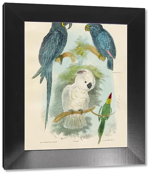 Parrot and macaws bird engraving 1893