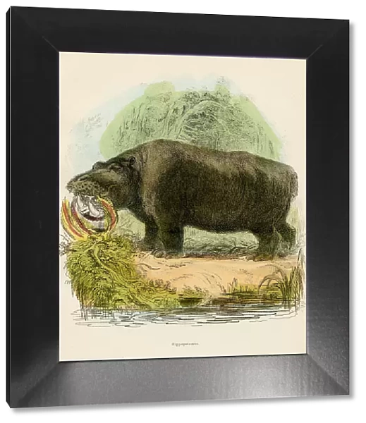 Hippopotamus engraving 1893