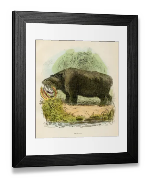 Framed Print : Hippopotamus engraving 1893