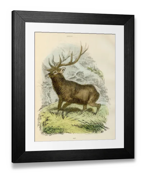 Framed Print : Wapiti deer engraving 1893 Framed Print : Wapiti deer engraving 1893