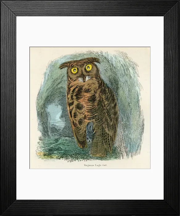 Framed Print : Virginian eagle owl bird engraving 1893