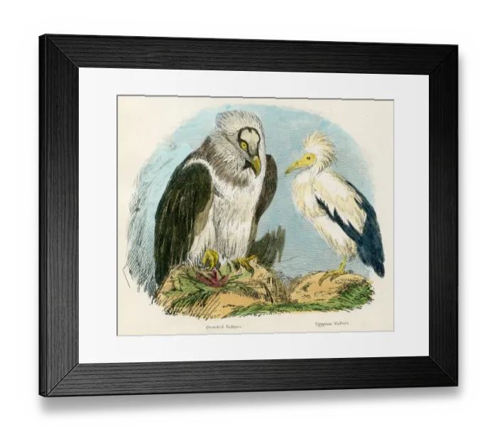 Framed Print : Bearded and Egyptian vultures bird engraving 1893 Framed Print : Bearded and Egyptian vultures bird engraving 1893