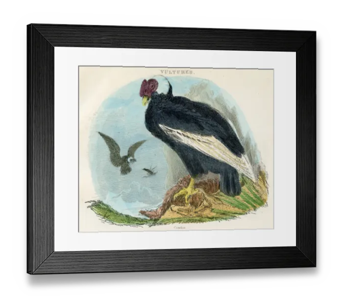 Framed Print : Condor bird engraving 1893 Framed Print : Condor bird engraving 1893