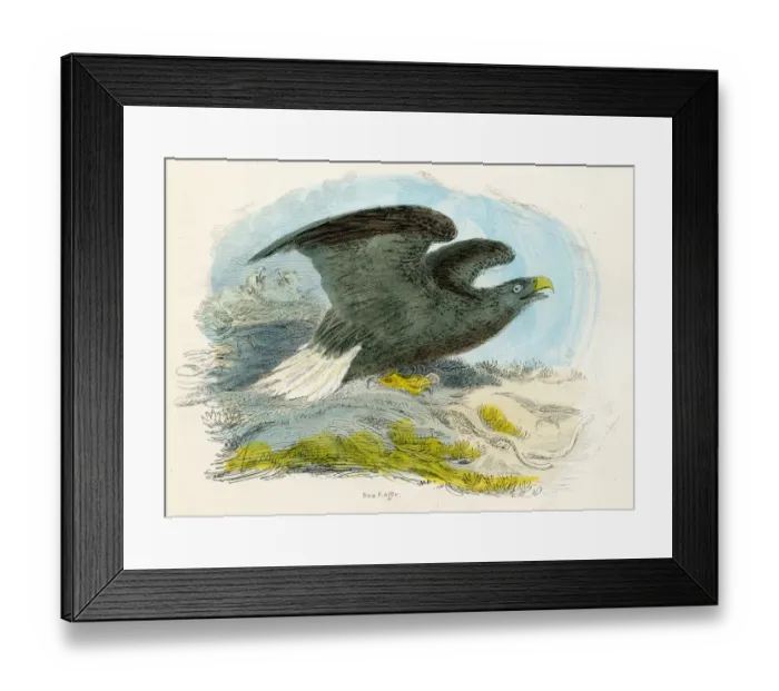 Framed Print : Sea eagle bird engraving 1893 Framed Print : Sea eagle bird engraving 1893
