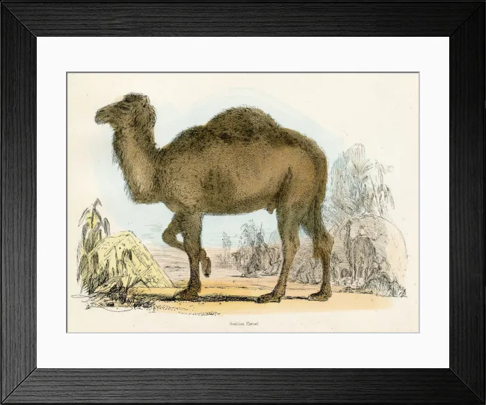 Framed Print : Arabian camel engraving 1893 Framed Print : Arabian camel engraving 1893