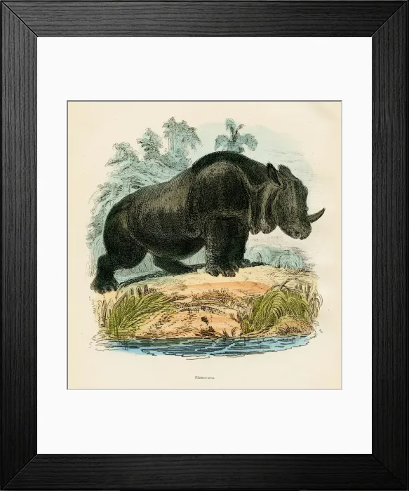 Framed Print : Rhinoceros engraving 1893 Framed Print : Rhinoceros engraving 1893
