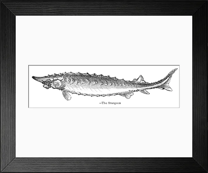 Framed Print : Sturgeon engraving 1893 Framed Print : Sturgeon engraving 1893