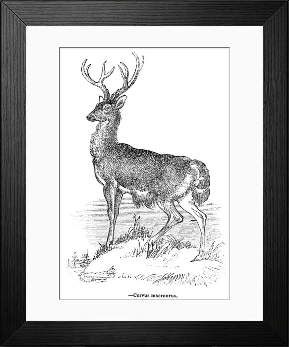Framed Print : Deer engraving 1893 Framed Print : Deer engraving 1893