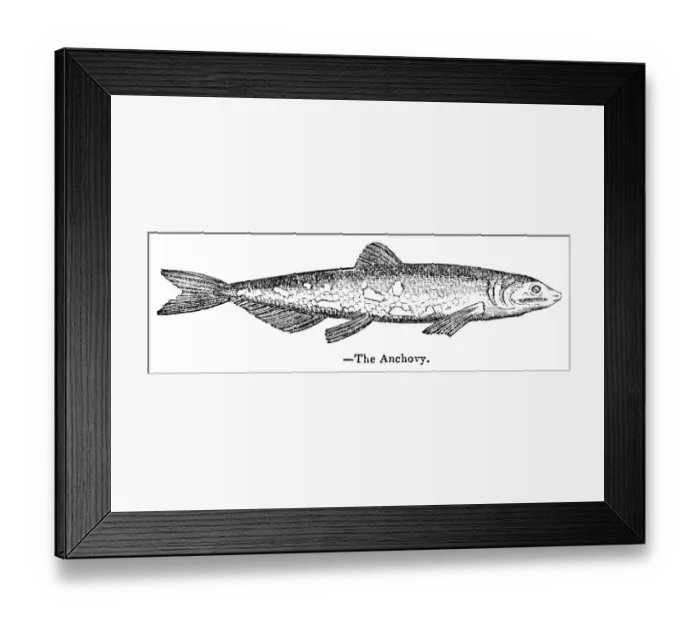 Framed Print : Anchovy engraving 1893 Framed Print : Anchovy engraving 1893