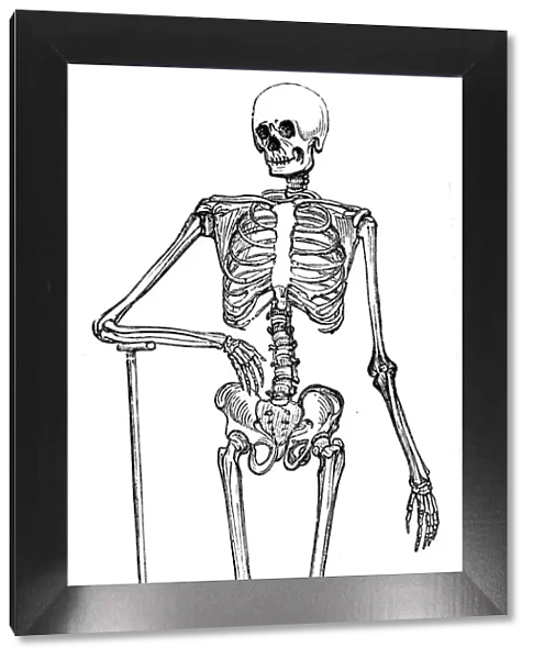 Skeleton engraving 1893