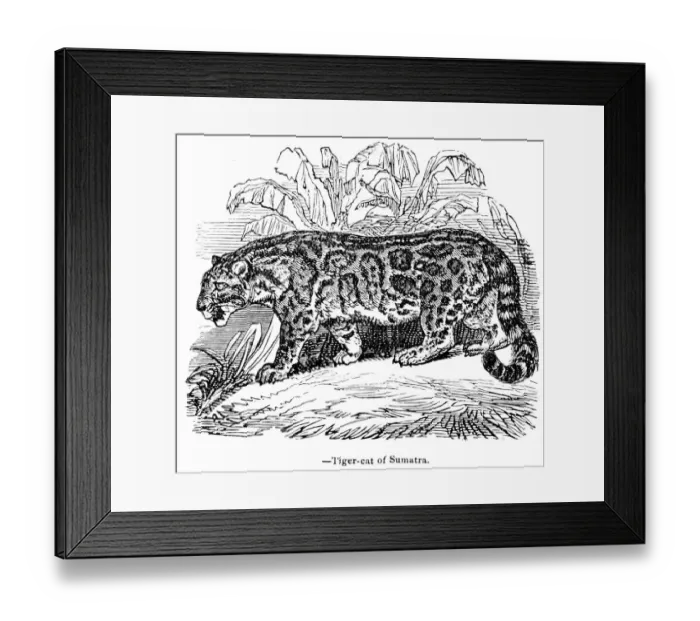 Framed Print : Tiger of Sumatra engraving 1893 Framed Print : Tiger of Sumatra engraving 1893