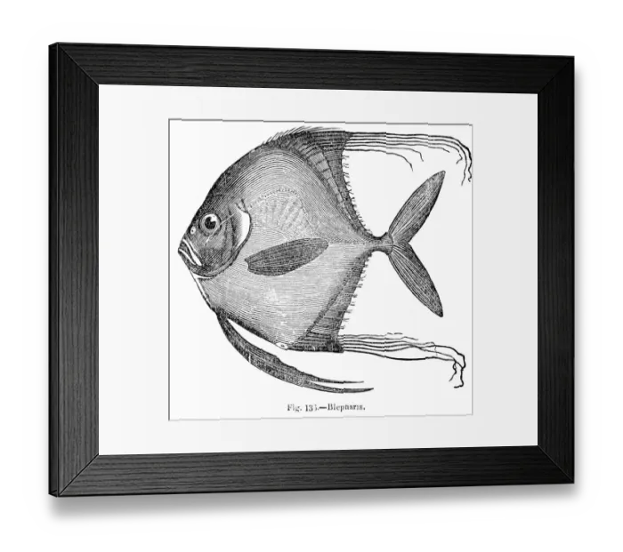 Framed Print : Blepharis Fish engraving 1893 Framed Print : Blepharis Fish engraving 1893