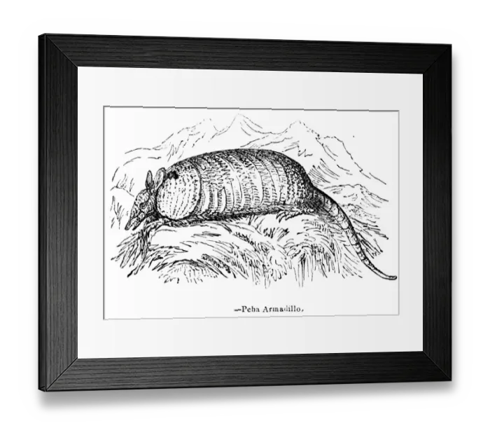 Framed Print : Armadillo engraving 1893