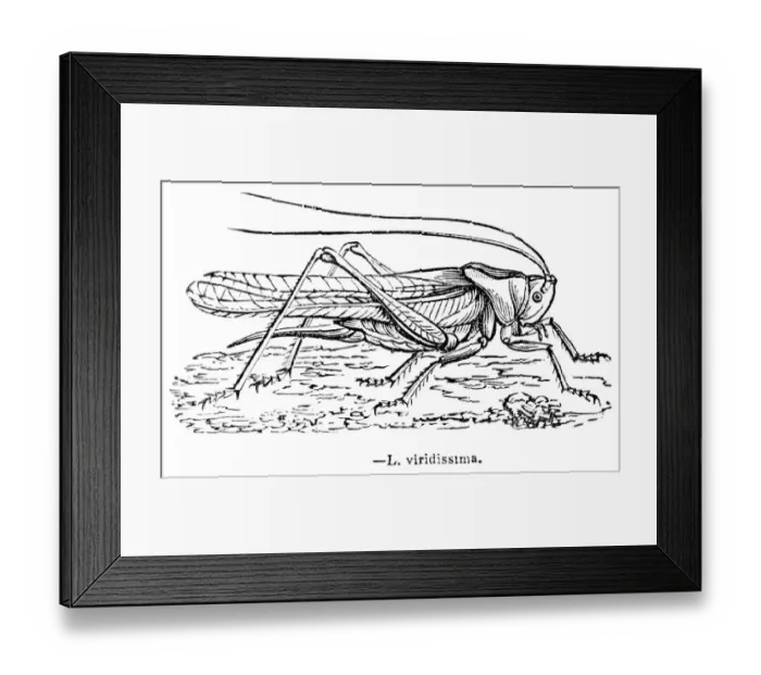 Framed Print : Cricket engraving 1893