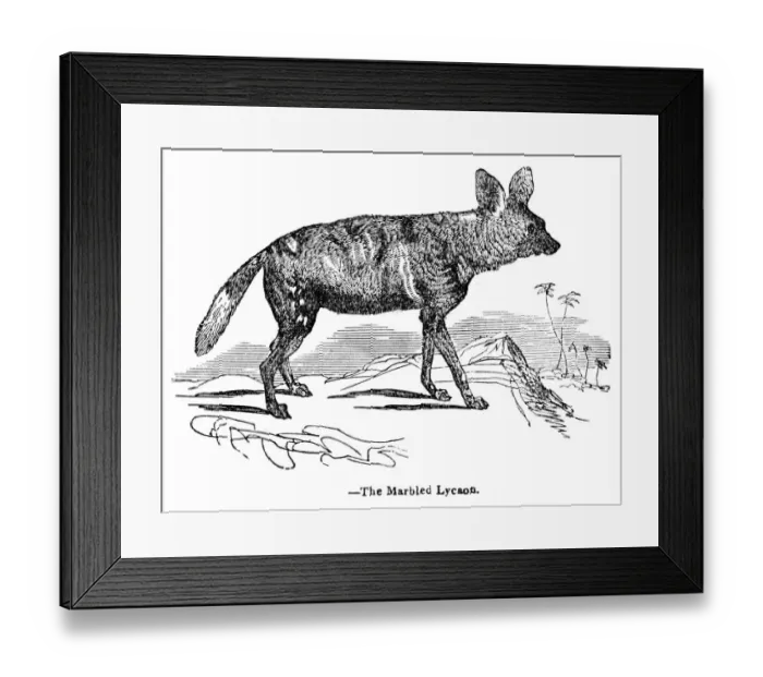 Framed Print : African wild dog engraving 1893 Framed Print : African wild dog engraving 1893