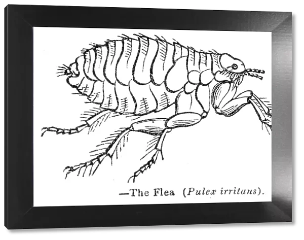 The Flea engraving 1893