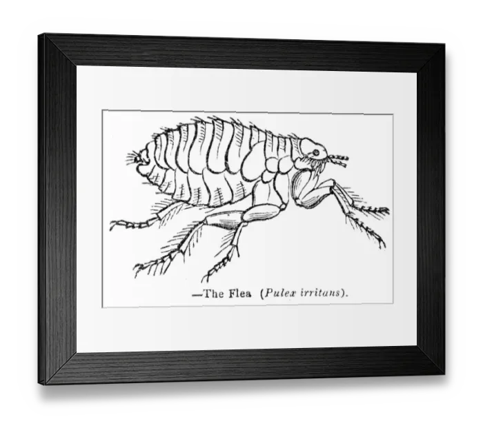 Framed Print : The Flea engraving 1893 Framed Print : The Flea engraving 1893