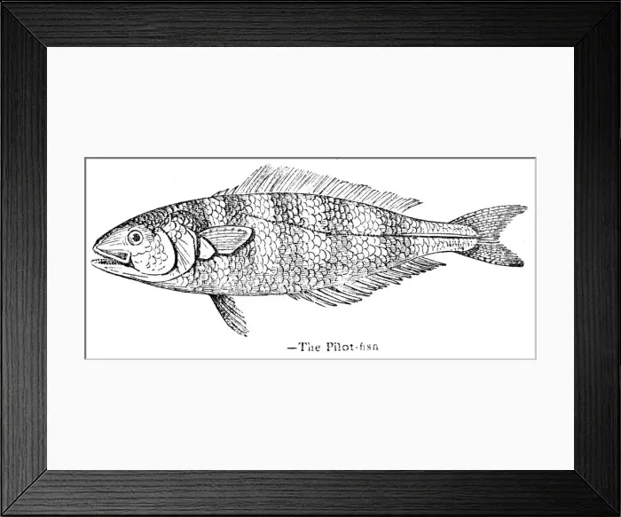 Framed Print : The Pilot fish engraving 1893 Framed Print : The Pilot fish engraving 1893
