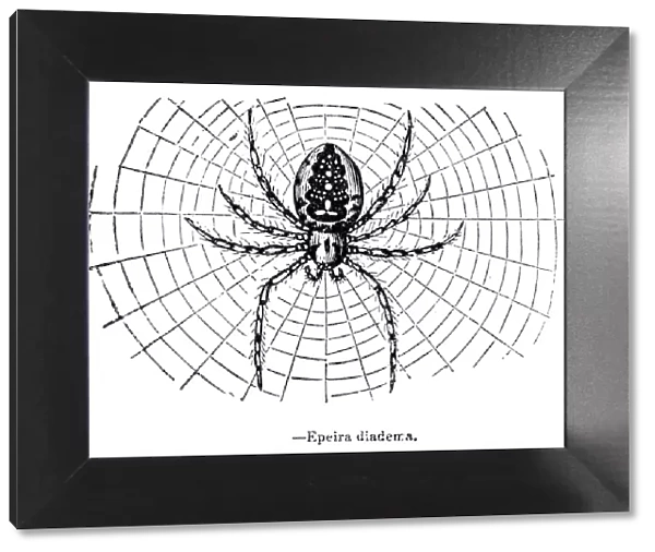 The Garden Spider engraving 1893