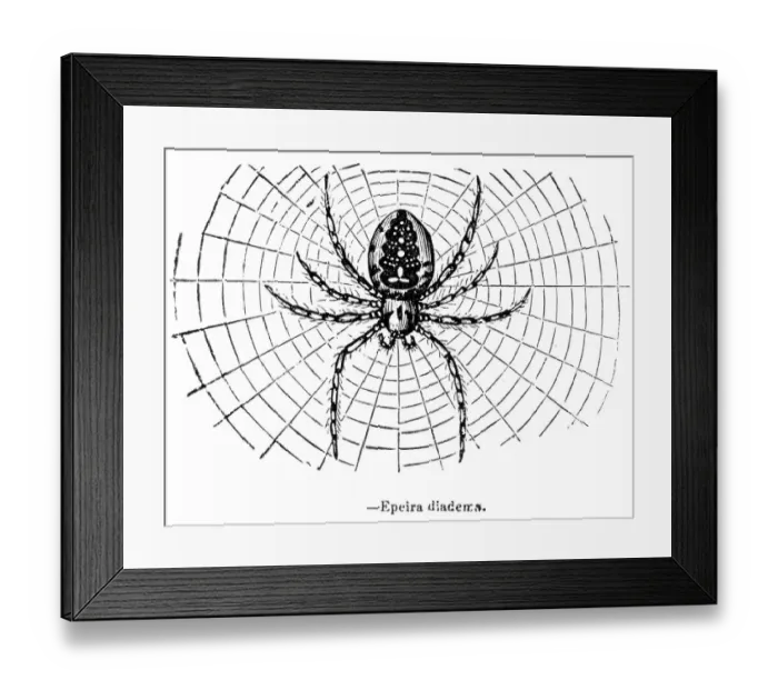 Framed Print : The Garden Spider engraving 1893 Framed Print : The Garden Spider engraving 1893