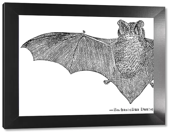 Bat engraving 1893