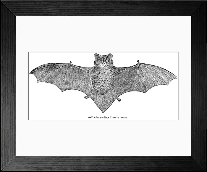 Framed Print : Bat engraving 1893 Framed Print : Bat engraving 1893