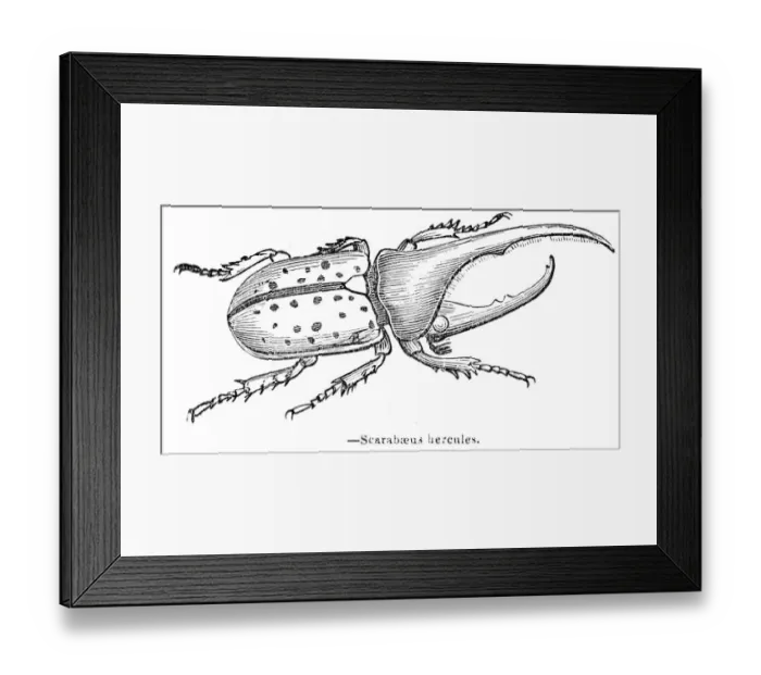 Framed Print : Hercules beetle engraving 1893 Framed Print : Hercules beetle engraving 1893
