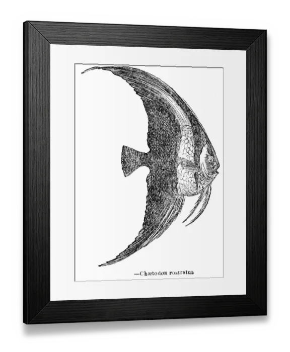Framed Print : The copperband butterflyfish engraving 1893 Framed Print : The copperband butterflyfish engraving 1893