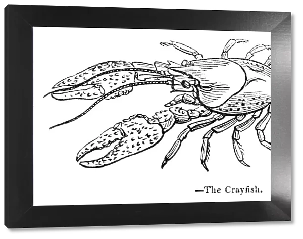 Crayfish engraving 1893