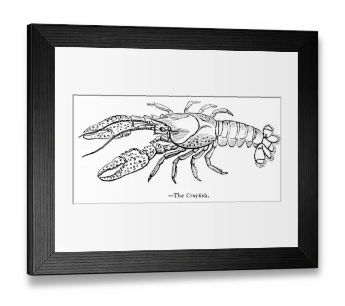 Framed Print : Crayfish engraving 1893 Framed Print : Crayfish engraving 1893