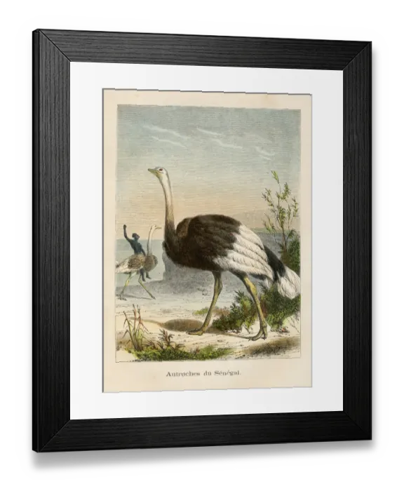 Framed Print : Ostrich engraving chromolitography 1880 Framed Print : Ostrich engraving chromolitography 1880