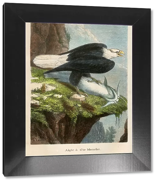 Bald eagle with fish engraving chromolitography 1880