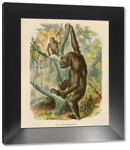 Chimpanzee engraving chromolitography 1880