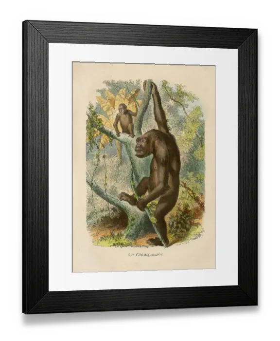 Framed Print : Chimpanzee engraving chromolitography 1880 Framed Print : Chimpanzee engraving chromolitography 1880