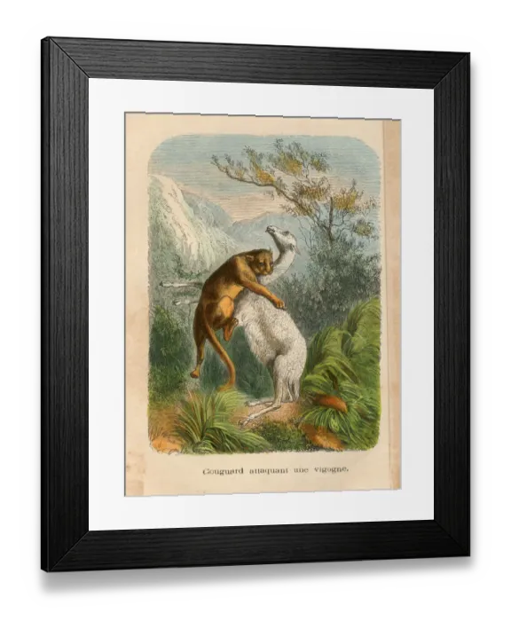 Framed Print : Mountain Lion attacking a vicuna engraving chromolitography 1880 Framed Print : Mountain Lion attacking a vicuna engraving chromolitography 1880