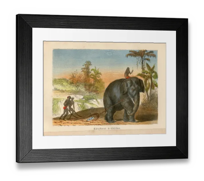 Framed Print : Elephant in Ceylon agriculture plowing engraving chromolitography 1880