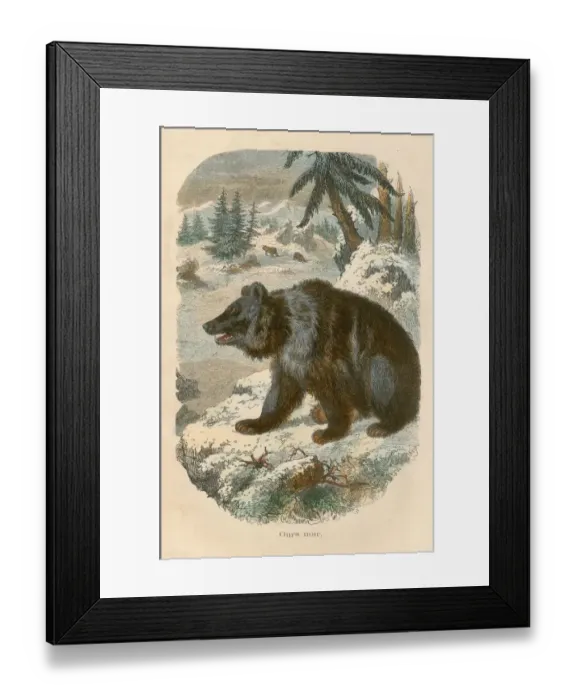 Framed Print : Black bear engraving chromolitography 1880 Framed Print : Black bear engraving chromolitography 1880