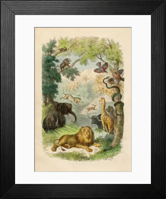 Framed Print : Animals engraving chromolitography 1880 Framed Print : Animals engraving chromolitography 1880