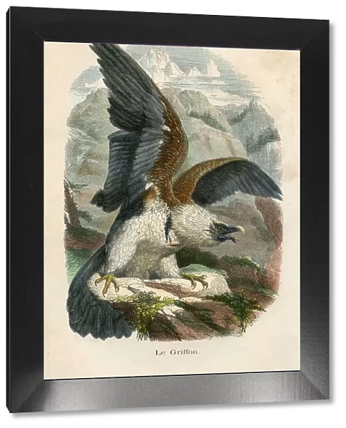 Griffon vulture engraving chromolitography 1880