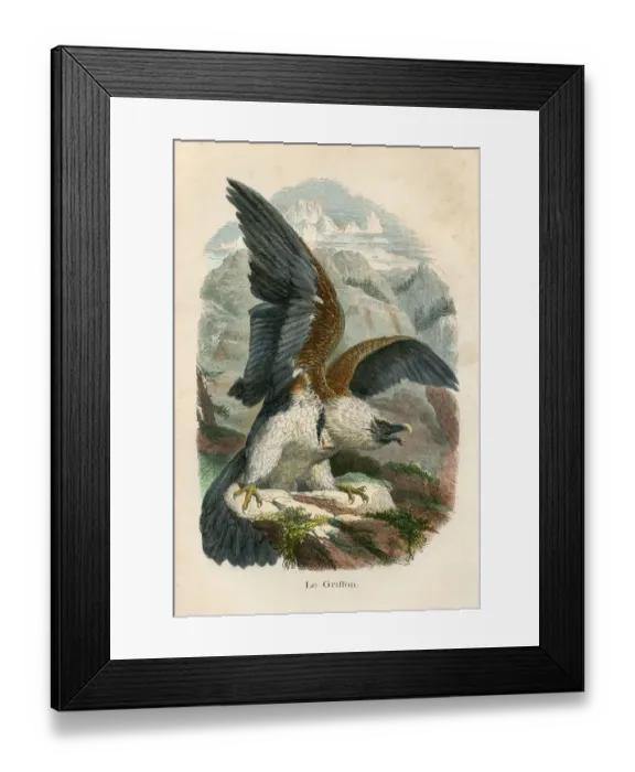 Framed Print : Griffon vulture engraving chromolitography 1880 Framed Print : Griffon vulture engraving chromolitography 1880