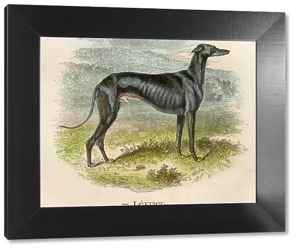 Greyhound dog chromolitography 1880