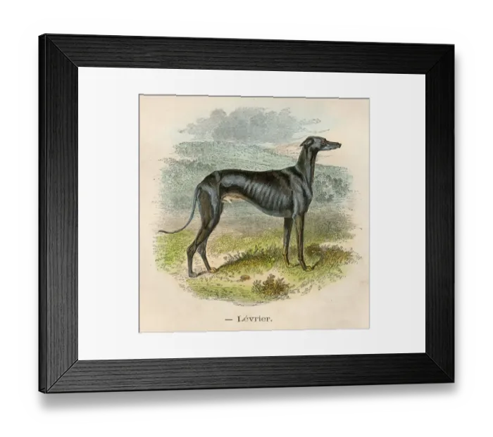 Framed Print : Greyhound dog chromolitography 1880 Framed Print : Greyhound dog chromolitography 1880